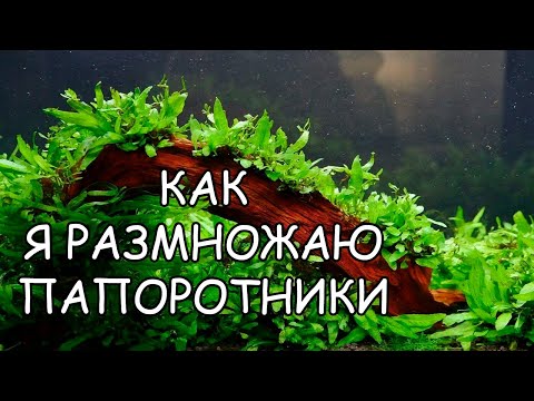 Видео: КАК Я РАЗМНОЖАЮ ПАПОРОТНИКИ