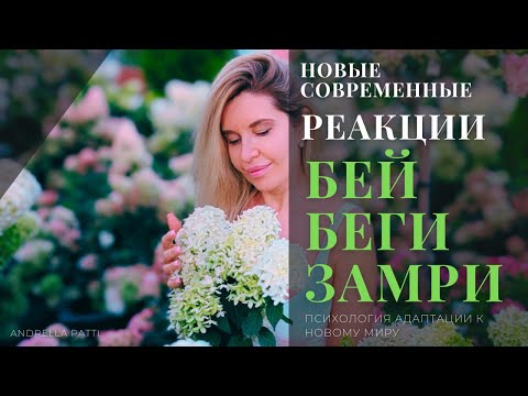 Видео: Новые реакции на стресс, бей, беги, замри. Психология адаптации к новому миру