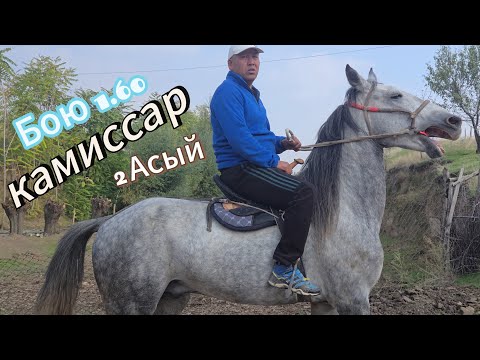 Видео: Камиссар сатылат тел:+996559919433