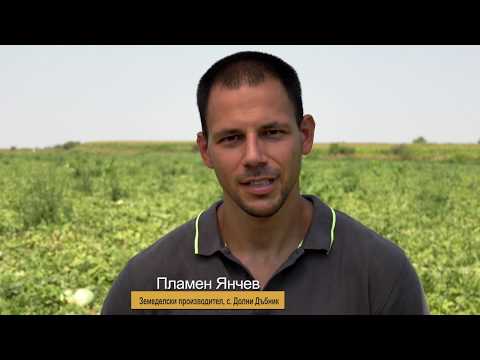 Видео: RED JASPER   - нов хибрид безсеменна диня от Синджента