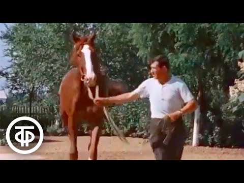 Видео: Буденновские кони. Документальный фильм (1973)