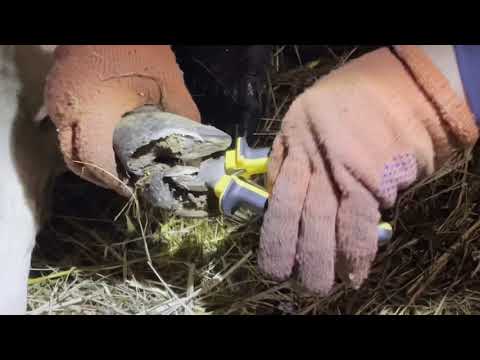 Видео: Подстригаем копыта барану за 5 минут!!!