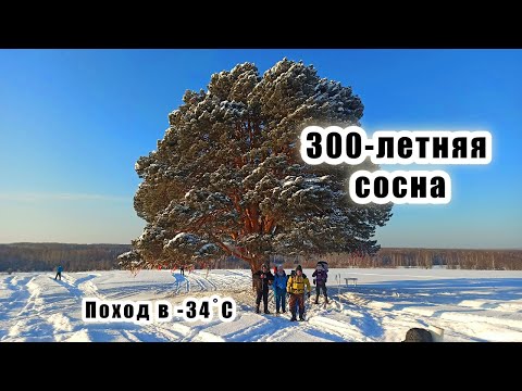 Видео: Поход к 300-летней сосне. Лыжный.