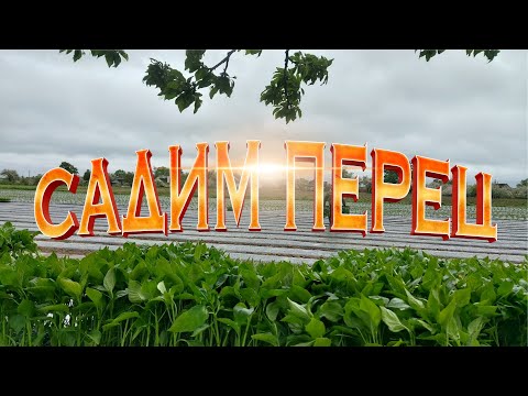 Видео: высадка ПЕРЦА в открытый грунт 2022