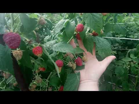 Видео: Такую шикарную ягоду должен иметь каждый...Джоан Джей-сладкая малина!