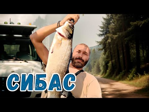 Видео: ОГРОМНЫЙ СИБАС клюнул на спиннинг в Греции !