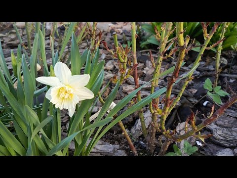 Видео: РОЗЫ мои СЛЁЗЫ 😭