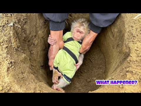 Видео: Дедушка немедленно спасает Каки – что только что произошло?