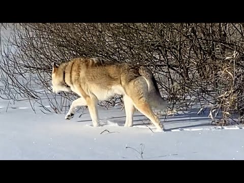 Видео: Волэнды и гибриды. Сверхспособности и уникальность.