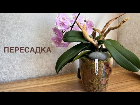 Видео: Phal. YH Princess срезала роскошный букет! 🙈Ялта