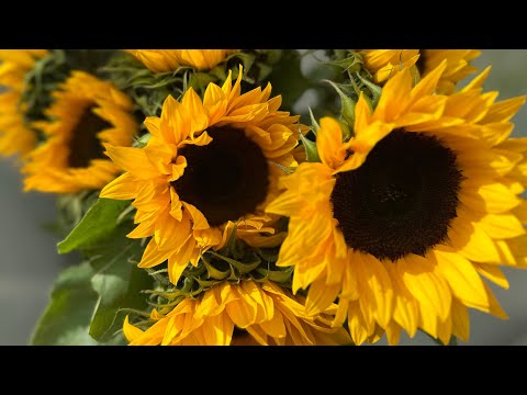 Видео: Простая жизнь. Обычные дни со мной. Покупки и заботы. Рабочие будни. 