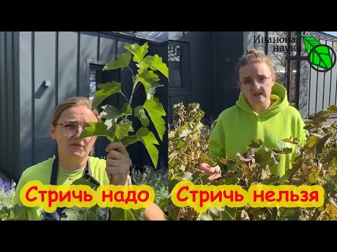 Видео: Семена Алтая провели работу над ошибками. Когда же лучше стричь верхушки у черной смородины?