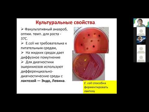 Видео: С. А. Лисовская. Энтеробактерии. Медико-биологический факультет. Часть 1.