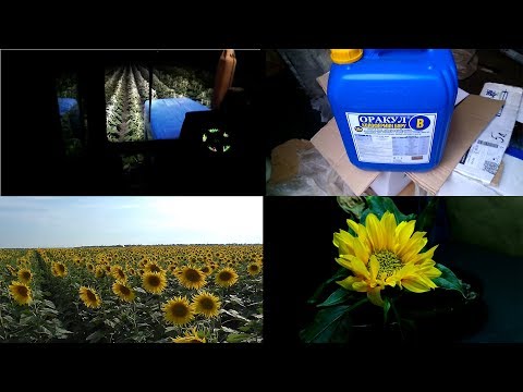 Видео: Карбамид + Бор. Результаты. Подсолнечник.