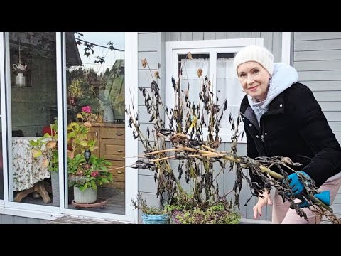 Видео: 18 октября дача | вышли с мужем разгребать осенние завалы в саду