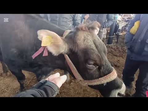 Видео: СААН УЙЛАР ТОКМОК МАЛ БАЗАР Баалар арзан дейт ӨЗБЕКСТАН ЖАБЫК ОШОГО АРЗАН БОЛУП ЖАТАТ деп жатышат