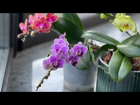 Видео: Обзор цветущих орхидей , а надо ли за ними ухаживать ? 🤔🤫🤪 #phal #орхомания #орхомания