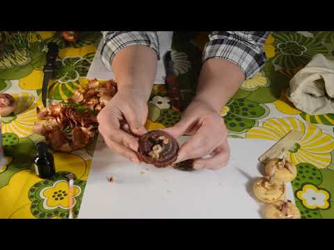 Видео: Когда доставать гладиолусы: очистка и обработка