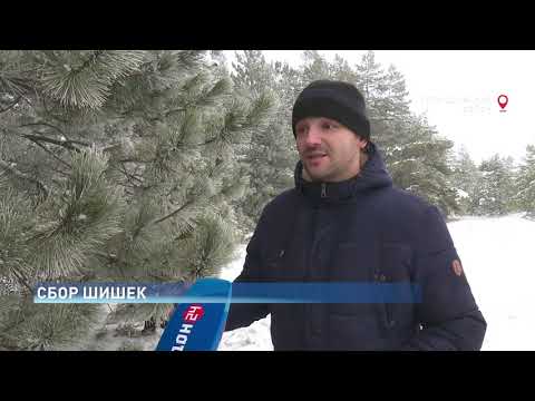 Видео: Сбор шишек