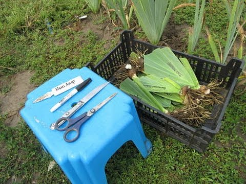 Видео: Цветы Ирис бородатый. Деление кустов ирисов бородатых и правильная посадка.