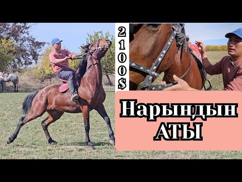 Видео: арзан чыкты Нарындын аты