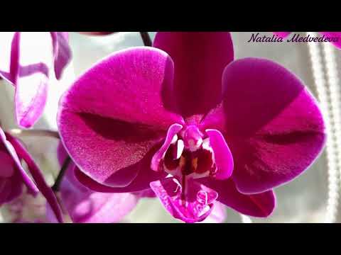 Видео: OX BLACK FACE Phal. Фаленопсис БЛЭК ФЕЙС от размера 1,7` до цветения за 7 месяцев и 18 мин + уход!!!