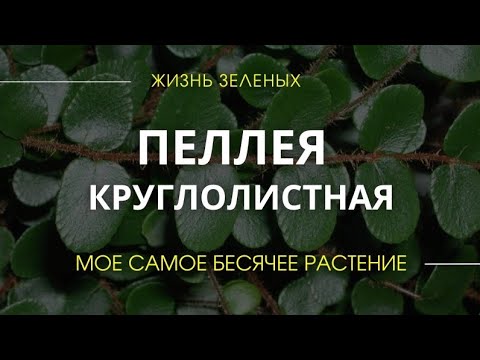 Видео: Папоротник Пеллея Круглолистная -  самое бесячее растение в моей коллекции. Полив. Уход