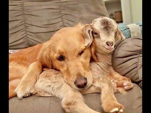 Видео: 🐕 Лучшие смешные видео с животными для поднятия настроения! 🐈 Улыбнитесь! 😺