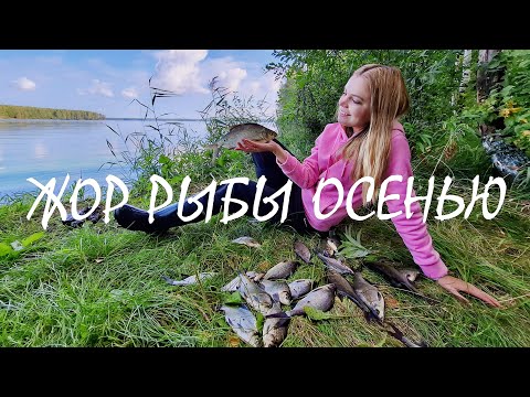 Видео: ЛЕЩ, КАРАСЬ, ЛИНЬ! ВОТ ЭТО РЫБАЛКА! Отдых с ночевкой на берегу, готовим на костре.