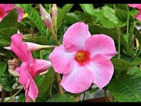 Видео: #Дипладения #Dipladenia Houseplants74 Комнатные растения74 Decorative plants Декоративные растения