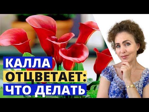 Видео: КАЛЛЫ после цветения.