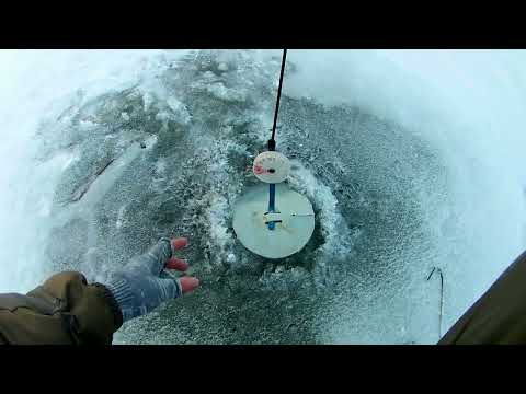 Видео: ДА! ЭТО ОН! ЖЕРЛИЦЫ ВСТАВАЛИ ОДНА ЗА ОДНОЙ.Первый лед 2023-2024г.