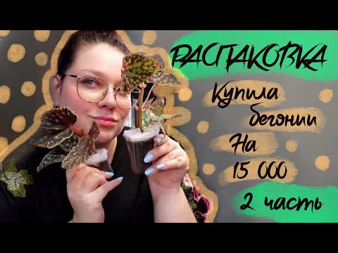 Видео: Распаковка бегоний 2 часть