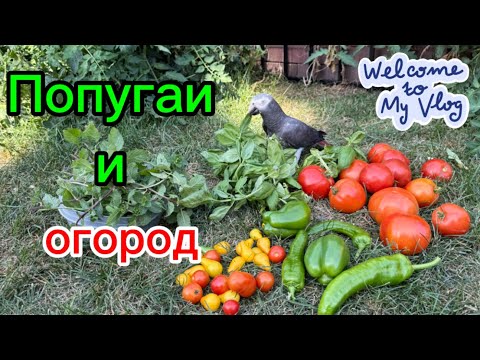 Видео: ОСЕННИЙ УРОЖАЙ #iowa #life #vlog #usa #parrots #garden #жизньвсша 