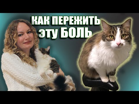 Видео: КАК ПЕРЕЖИТЬ СМЕРТЬ ПИТОМЦА. ИСТОРИЯ МОЕГО КОТА СТЁПЫ. ОСТОРОЖНО, ВЕТЦЕНТР КОВЧЕГ.