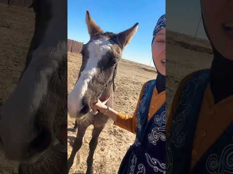 Видео: ауыл тынысы😍🐎