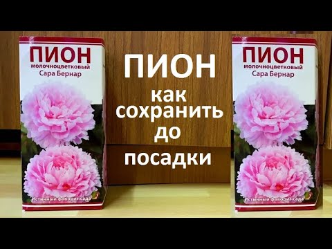 Видео: КУПИЛИ ПИОН как правильно сохранить до посадки в грунт.