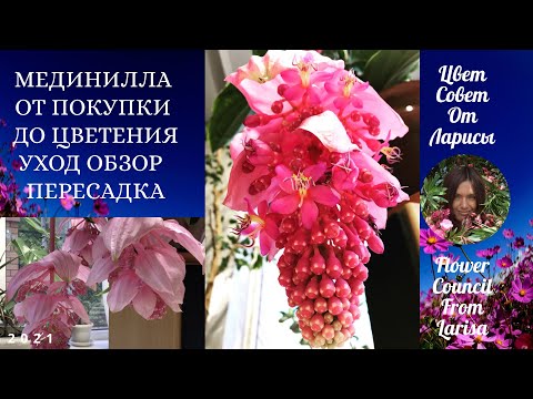 Видео: МЕДИНИЛЛА ОТ ПОКУПКИ ДО ЦВЕТЕНИЯ | УХОД ПЕРЕСАДКА ОБЗОР