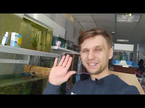 Видео: Новости с рыборазводни. Почему гибнет неон?! Сомик Золотистый нашел новое место для икрометания))))