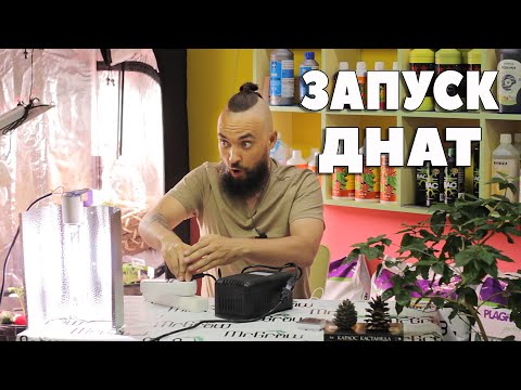 Видео: #21 Как запустить ДНАТ ч. 1 / Mr.GrowChannel