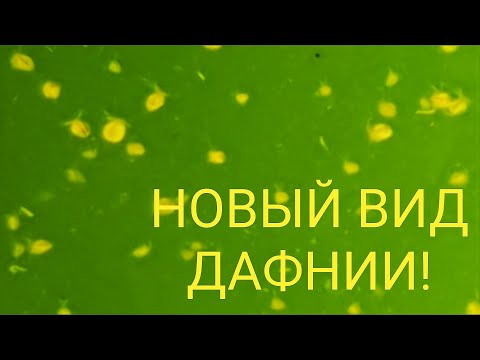 Видео: Появился новый вид Дафнии у меня на разводне!