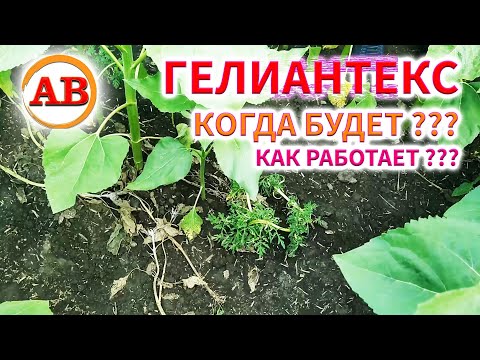 Видео: КОГДА БУДЕТ ГЕЛИАНТЕКС ???🛑 Контроль роботы 16 дней🎯. КОнКУРС СКОРО !!! #гелиантекс