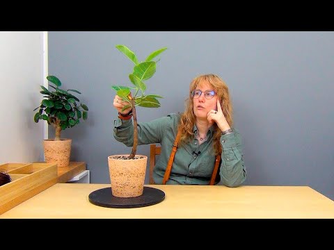 Видео: Формирование фикуса Альтиссима (ч.2).