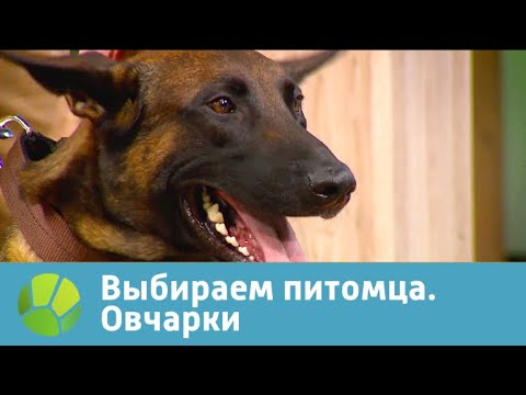 Видео: Выбираем питомца с Алексеем Ягудиным. Овчарки