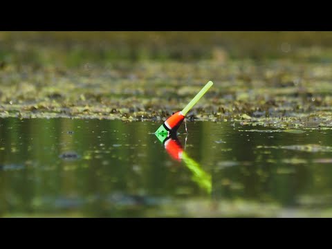 Видео: КРУГЛЯК підійшов тільки на ТРЕТЮ РИБАЛКУ! ЗАТОКА ЗАТЯГНУТА РЯСКОЮ!