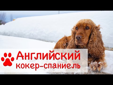 Видео: Английский кокер спаниель | Характер, содержание, воспитание