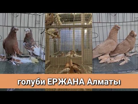 Видео: голуби ЕРЖАНА Алматы. Узбекские двухчубые голуби. Гульбадам. Желтый. Красный. Tauben. Pigeons