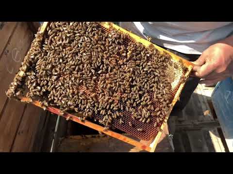 Видео: АСАЛАРИНИНГ БАХОРДА ТЕЗ РИВОЖЛАНТИРИШ СИРЛАРИ🐝.ASALARINING BAHORDA TEZ RIVOJLANTIRISH SIRLARI.🐝🐝