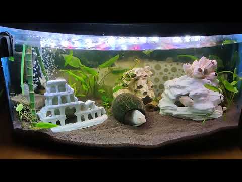 Видео: 😛 Рыбки в питомнике Мари Мистик