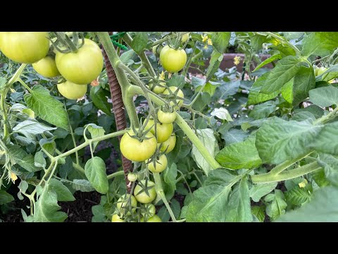 Видео: ТОМАТЫ 100% ЗАВЯЖУТ, ЕСЛИ ВОВРЕМЯ ПОДКОРМИТЬ ЭТИМ КОКТЕЙЛЕМ!
